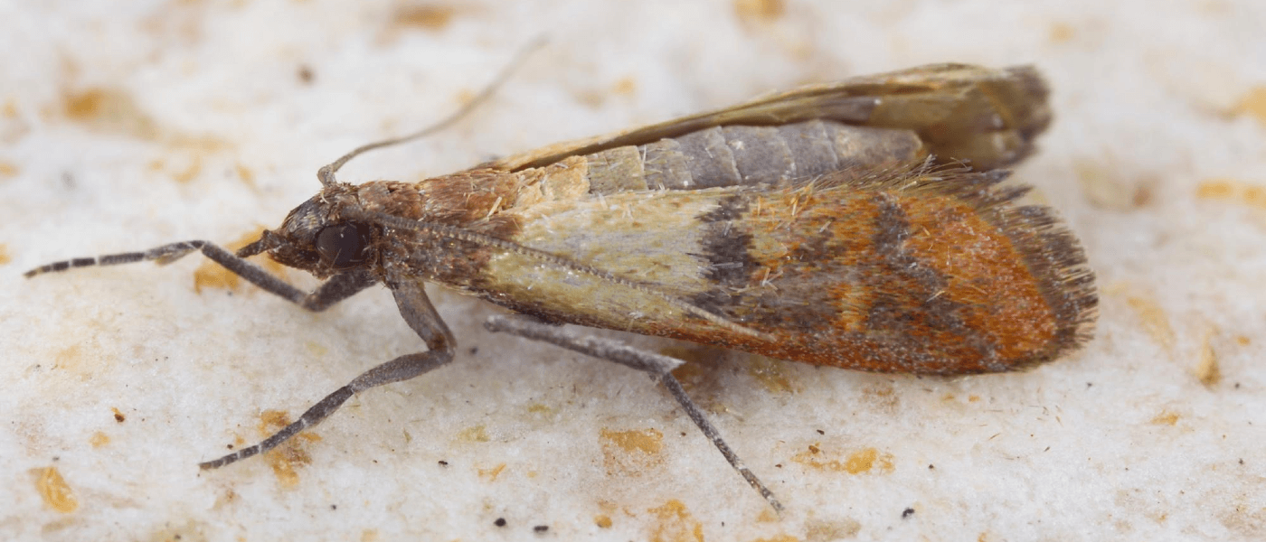 Clothes Moths Versus Pantry Moths (1) 